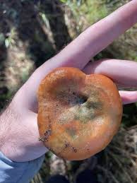 Attēlu rezultāti vaicājumam “Lactarius deterrimus”