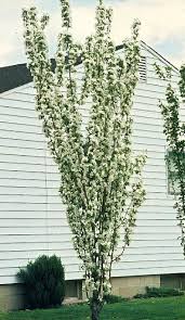 Attēlu rezultāti vaicājumam “Malus baccata”