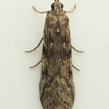 Attēlu rezultāti vaicājumam “Zophodia grossulariella”