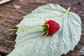 Attēlu rezultāti vaicājumam “Fragaria viridis leaf”