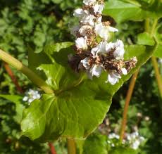 Attēlu rezultāti vaicājumam “Fagopyrum esculentum flower”