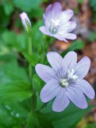 Attēlu rezultāti vaicājumam “Epilobium montanum flower”