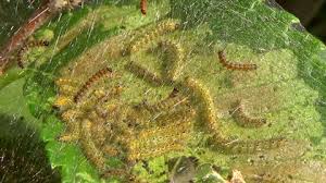 Attēlu rezultāti vaicājumam “Phalera bucephala larva”