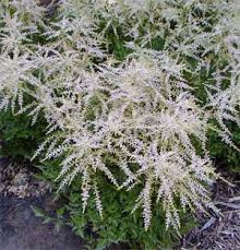 Image result for Aruncus dioicus