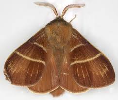 Attēlu rezultāti vaicājumam “Macrothylacia rubi”