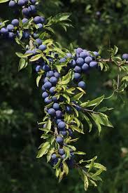 Attēlu rezultāti vaicājumam “Prunus spinosa fruit”