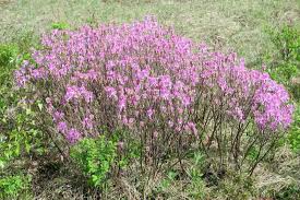 Attēlu rezultāti vaicājumam “Rhododendron canadense”
