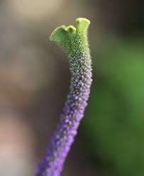 Attēlu rezultāti vaicājumam “Veronica longifolia bud”