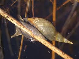 Attēlu rezultāti vaicājumam “Lymnaea stagnalis”