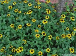Image result for Sanvitalia procumbens