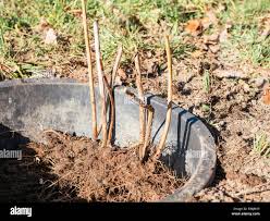 Image result for Rubus sectio