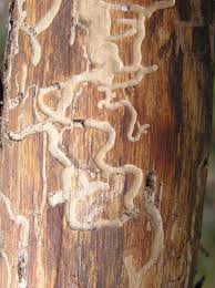 Attēlu rezultāti vaicājumam “Callidium violaceum”