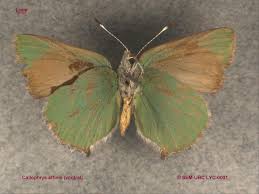 Attēlu rezultāti vaicājumam “Lycaeniinae”