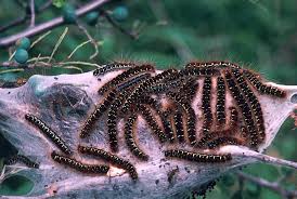 Attēlu rezultāti vaicājumam “Eriogaster lanestris larva”