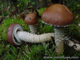 Attēlu rezultāti vaicājumam “Stropharia hornemannii”