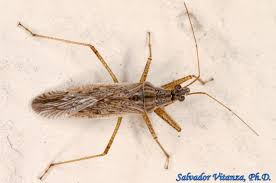 Attēlu rezultāti vaicājumam “Nabidae”