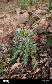 Attēlu rezultāti vaicājumam “Senecio vulgaris flower”