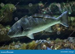 Image result for Umbrina cirrosa