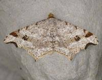 Attēlu rezultāti vaicājumam “Macaria alternata”