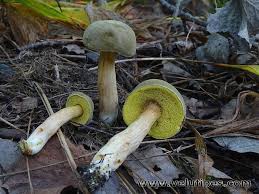 Attēlu rezultāti vaicājumam “Xerocomus subtomentosus”