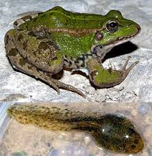 Attēlu rezultāti vaicājumam “Pelophylax adult”