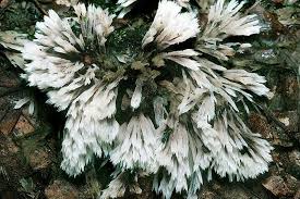 Attēlu rezultāti vaicājumam “Thelephora penicillata”