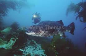 Image result for Stereolepis gigas