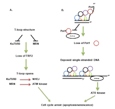 Image result for the end of the t-loop structure