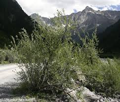 Attēlu rezultāti vaicājumam “Salix daphnoides”