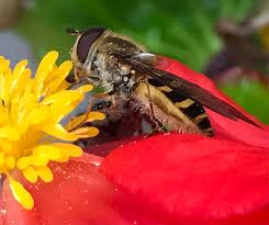 Attēlu rezultāti vaicājumam “Syrphus torvus”