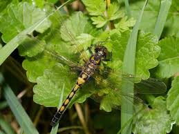 Attēlu rezultāti vaicājumam “Leucorrhinia rubicunda”