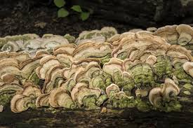 Attēlu rezultāti vaicājumam “Trametes suaveolens”