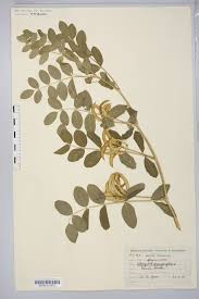 Attēlu rezultāti vaicājumam “Astragalus glycyphyllos fruit”