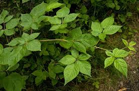 Attēlu rezultāti vaicājumam “Rubus nessensis”