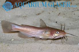 Image result for Ameiurus melas