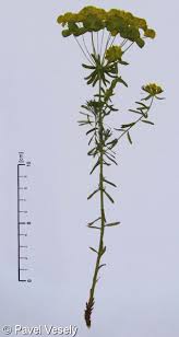 Attēlu rezultāti vaicājumam “Euphorbia cyparissias”