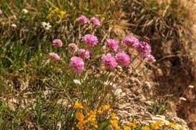 Attēlu rezultāti vaicājumam “Armeria vulgaris bud”