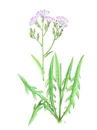 Attēlu rezultāti vaicājumam “Lactuca tatarica bud”