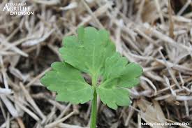 Attēlu rezultāti vaicājumam “Ranunculus repens leaf”