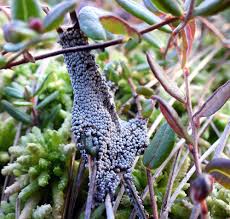 Attēlu rezultāti vaicājumam “Badhamiopsis praetermissa sessile”