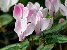 Image result for Cyclamen persicum
