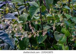 Attēlu rezultāti vaicājumam “Fallopia convolvulus leaf”