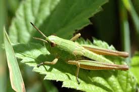 Attēlu rezultāti vaicājumam “Omocestus viridulus”