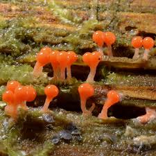 Attēlu rezultāti vaicājumam “Hemitrichia lutescens”