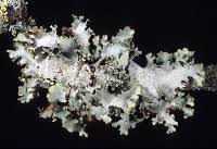 Attēlu rezultāti vaicājumam “Platismatia glauca”