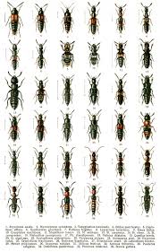 Billedresultat for rovbille