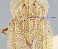Attēlu rezultāti vaicājumam “Acalypta carinata”