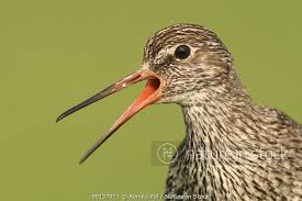 Attēlu rezultāti vaicājumam “Tringa totanus adult”