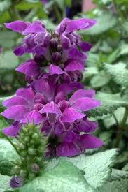 Attēlu rezultāti vaicājumam “Lamium maculatum”