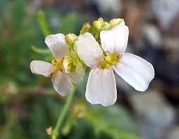 Attēlu rezultāti vaicājumam “Cardaminopsis arenosa leaf”